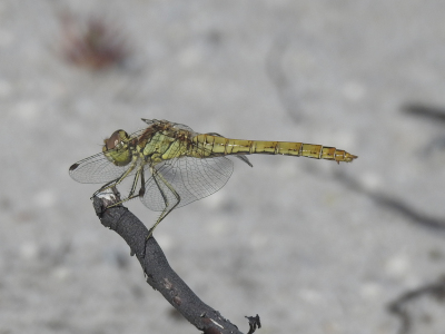 Sympetrum vulgatum
